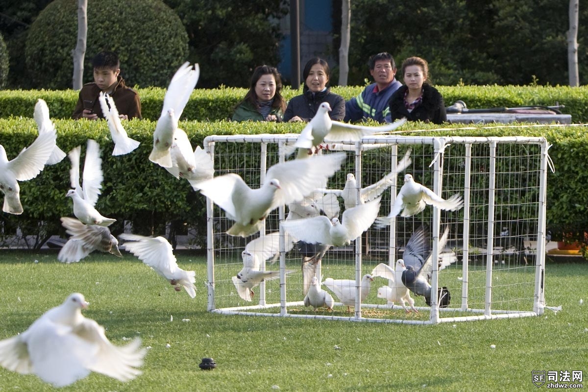 上海抓捕广场鸽防禽流感-2.jpg