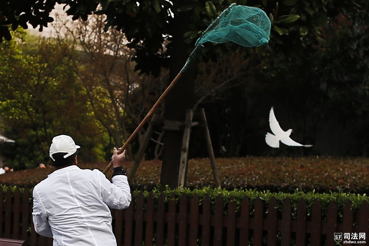 上海抓捕广场鸽防禽流感-3.jpg