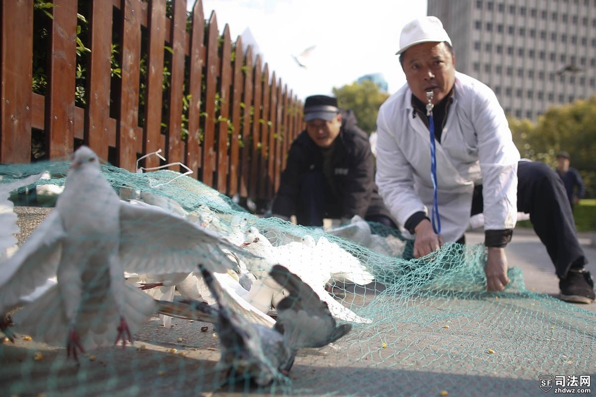 上海抓捕广场鸽防禽流感-5.jpg